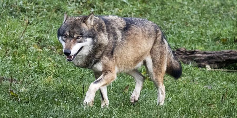 Auch in Frankreich sorgt der Wolf für hitzige Diskussionen. (Symbolbild)