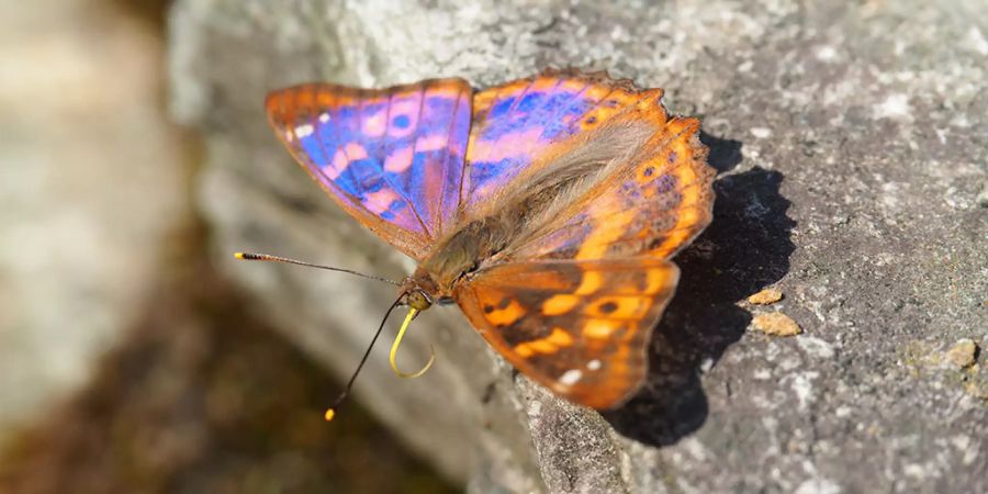 Den Schmetterlingen geht es gut am Zürcher Uetliberg: Mit dem Kleinen Schillerfalter hat sich sogar eine neue Art verbreitet.