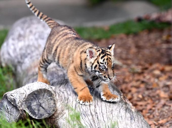 Ein Tigerbaby. (Archivbild) Sumatra-Tigerbaby