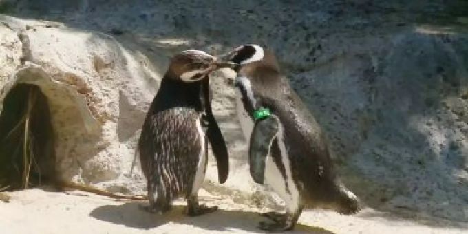 San Francisco - Schwule Pinguine sind die besten Pflegeeltern