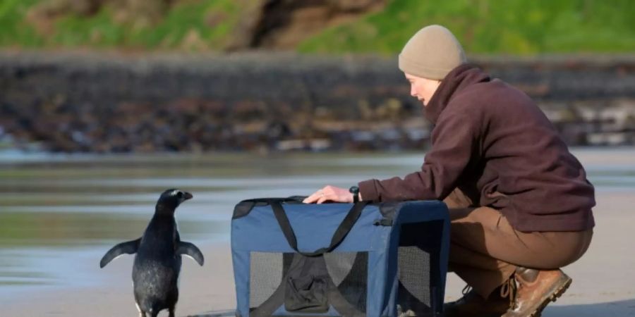 Der kleine Pinguin am Strand von Philllip Island