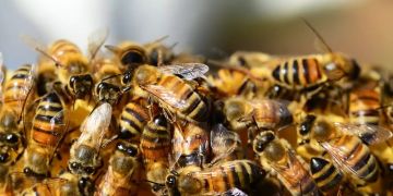 Bienenschwarm