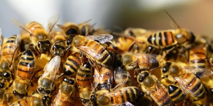 Bienenschwarm