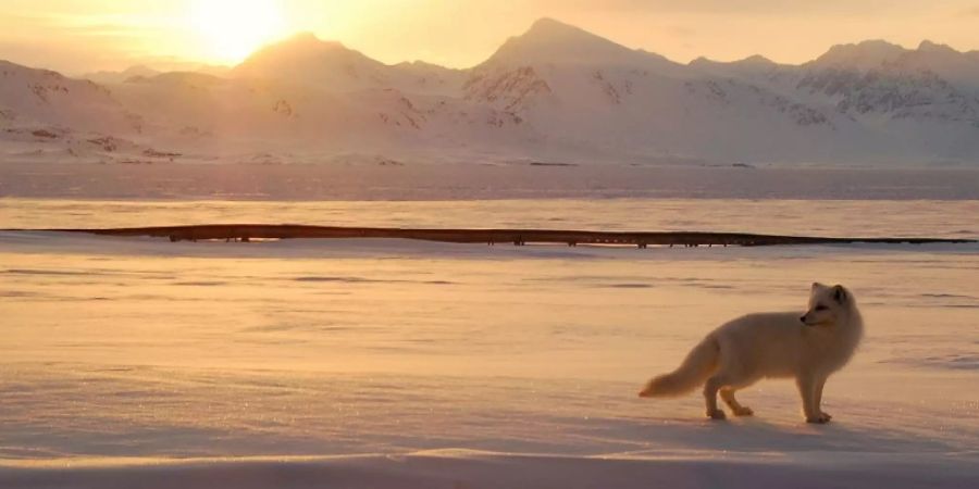 Polarfuchs bei der Jagd auf Spitzbergen