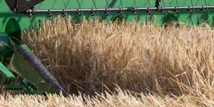 Dallgow-Döberitz - Landwirte kämpfen noch immer mit Folgen der Dürre