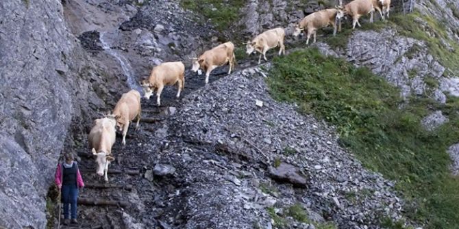 Die Sennen ziehen mit ihren Tieren ins Tal.