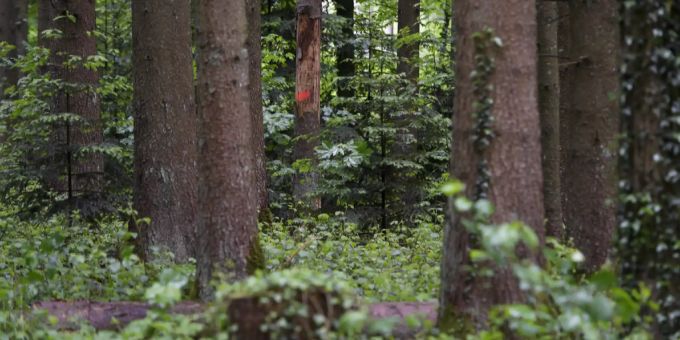 Wald Wald