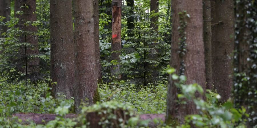 Wald