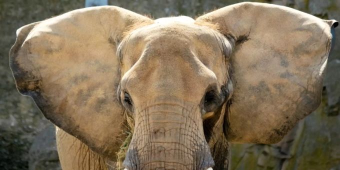 Afrikanischer Elefant Afrikanischer Elefant