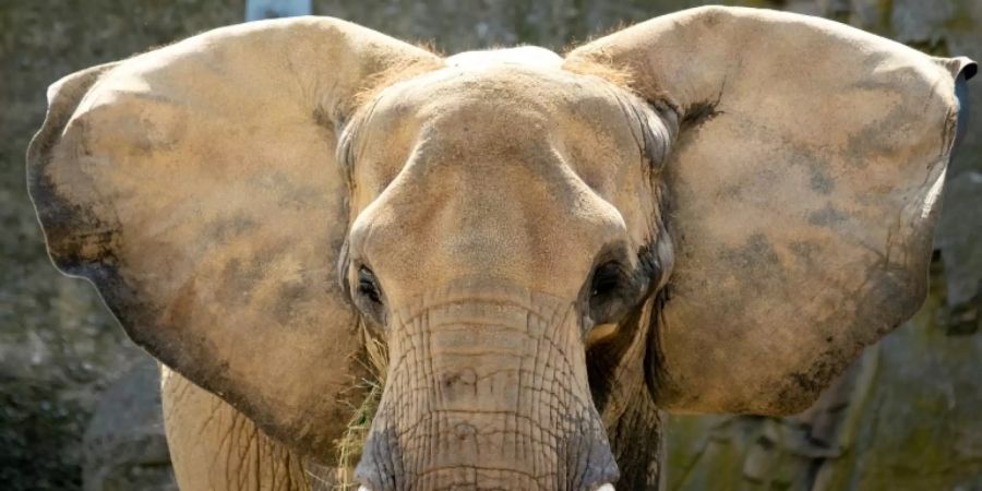 Afrikanischer Elefant