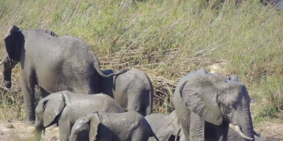 Das Exportverbot betrifft nach Darstellung der Tierschutzorganisation Pro Wildlife vor allem den Handel mit Elefanten aus Simbabwe nach China. Foto: Kevin Anderson/AP