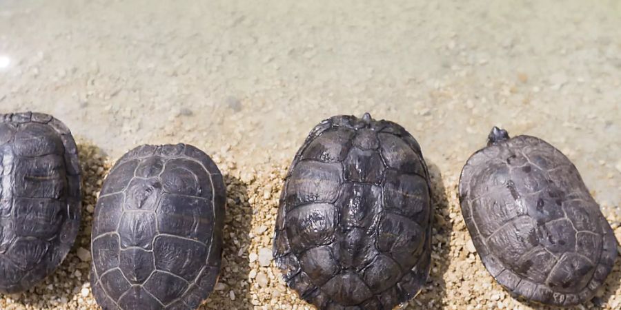 Schildkröten ausgesetzt