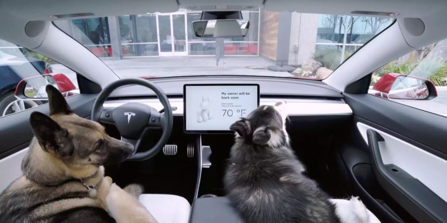 Tesla Hunde