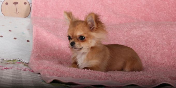 HUnd