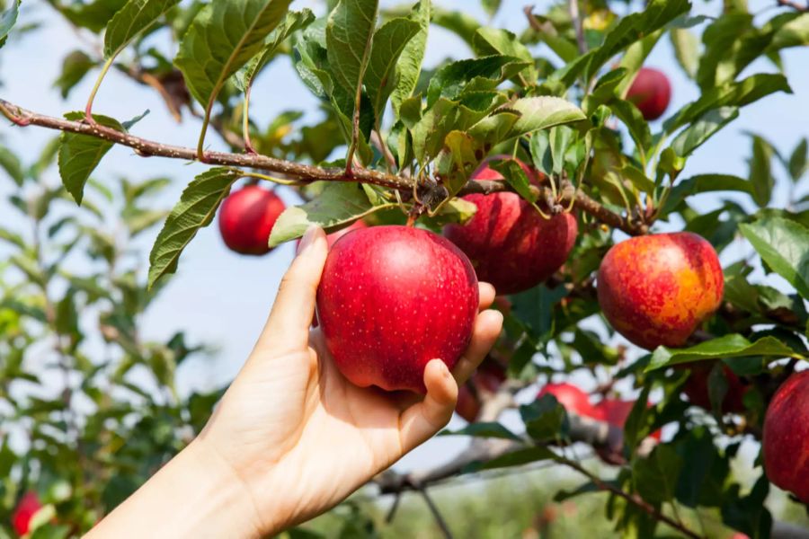 Pektin im Apfel