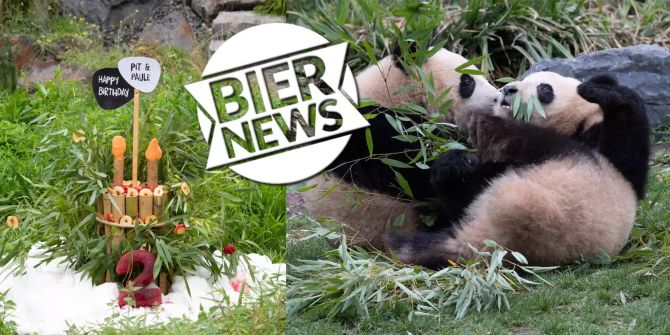 Pandas Geburtstag