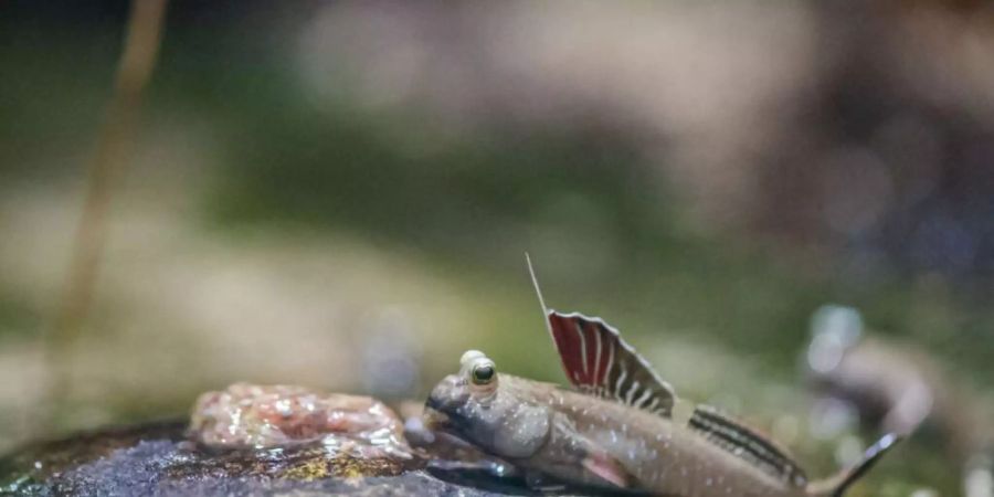 Ein Fisch, der sich an Land sehr wohl fühlt: der Indische Zwergschlammspringer.