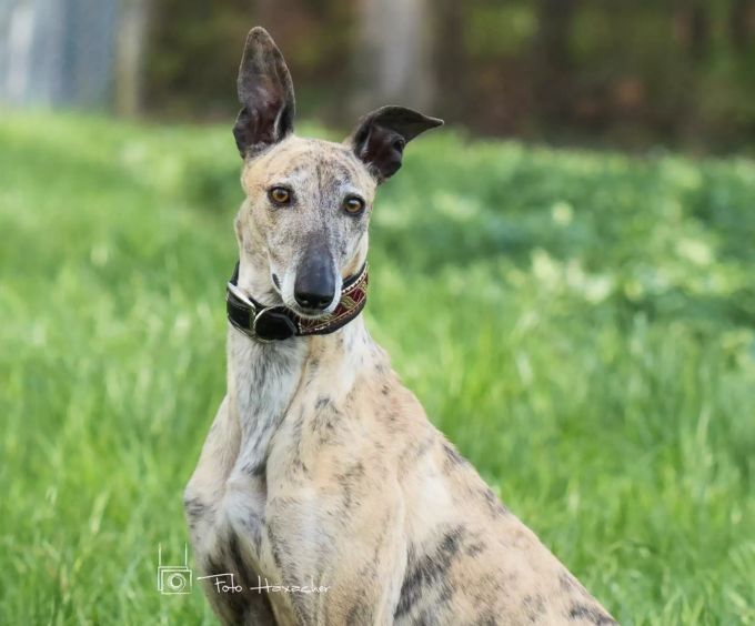 In Arwen steckt eine kleine Diva. Arwen New Graceland
