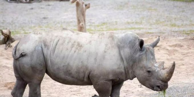 Im Zoo Zürich - Nashornbulle Kimba trifft seine neuen Mitbewohner