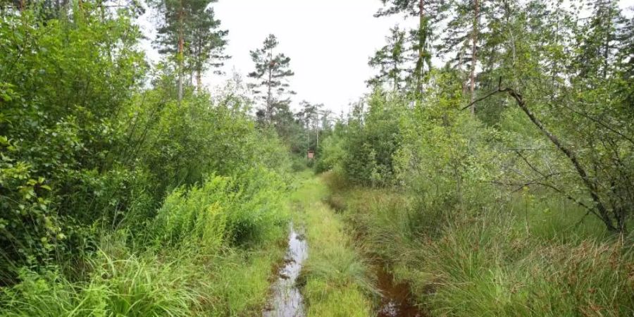 Ein vom Regen überschwemmter Waldweg im Degermoos. Das Moor im Allgäu an der Grenze von Baden-Württemberg und Bayern wurde über Jahrzehnte immer weiter ausgetrocknet. Foto: Karl-Josef Hildenbrand/dpa