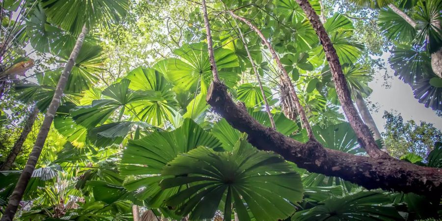 Daintree