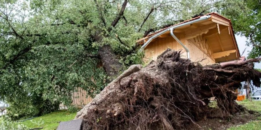 Starker Wind hat in Halfing einen massiven Baum entwurzelt. Foto: Matthias Balk/dpa