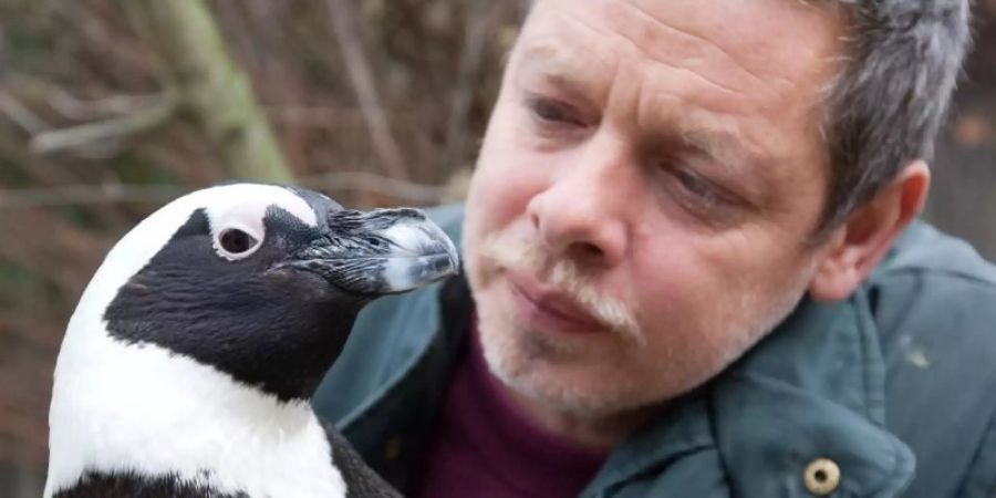 Tierpfleger Peter Vollbracht betrachtet im Münsteraner Allwetterzoo das Brillenpinguin-Weibchen Sandy. Der bei den Zoo-Besuchern beliebte und aus dem Fernsehen bekannte Pinguin ist im Alter von 25 Jahren gestorben. Foto: Friso Gentsch/dpa/Archivbild