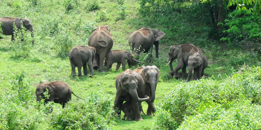 Eine Herde wilder Elefanten grast im südindischen Bundesstaat Kerala: Ein Tier machte hier immer wieder Probleme.