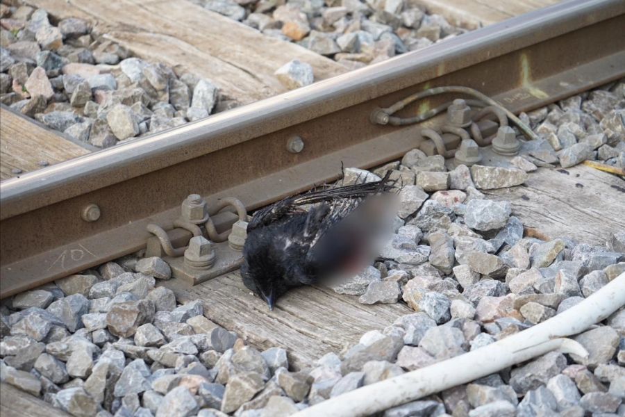 Schuld war laut einem Anwohner dieser Vogel, der auf der Stromleitung landete – dann gab es einen lauten Knall.