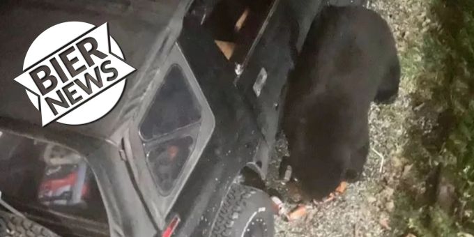 Nach Auto-Einbruch - Durstiger Bär trinkt 69 Getränkedosen in Kanada