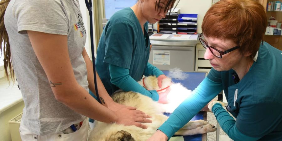 In der Kleintierpraxis von Dr. Sabine Zimmermann-Kuhn behandeln die Tierärztin (r-l), Schwester Stephanie Kriege und Tiermedizinstudentin Michelle Frieske einen Hund.