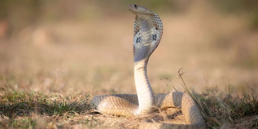 Schlangenbeschwörer