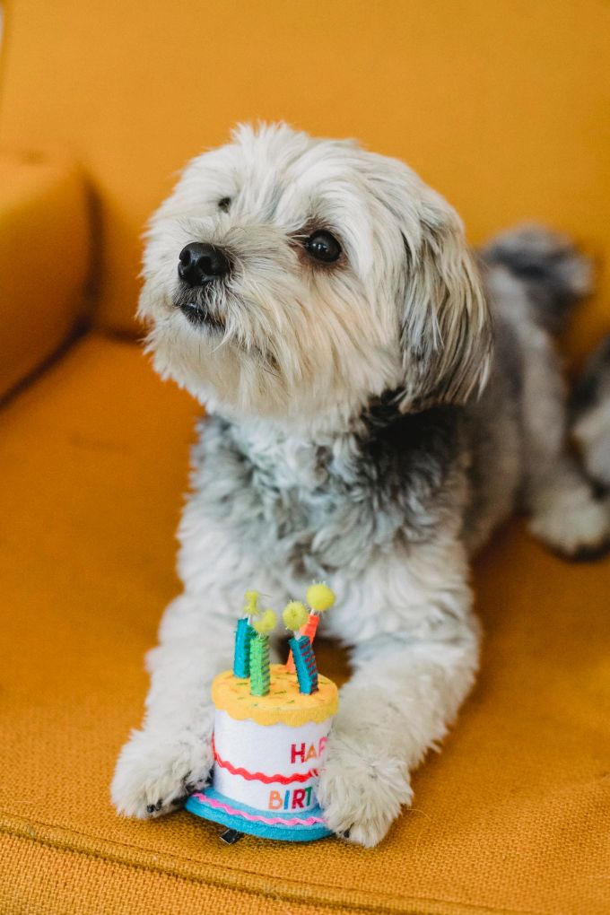 Die meisten Hundebesitzer feiern den Geburtstag ihres Vierbeiners. Hund Geburtstag