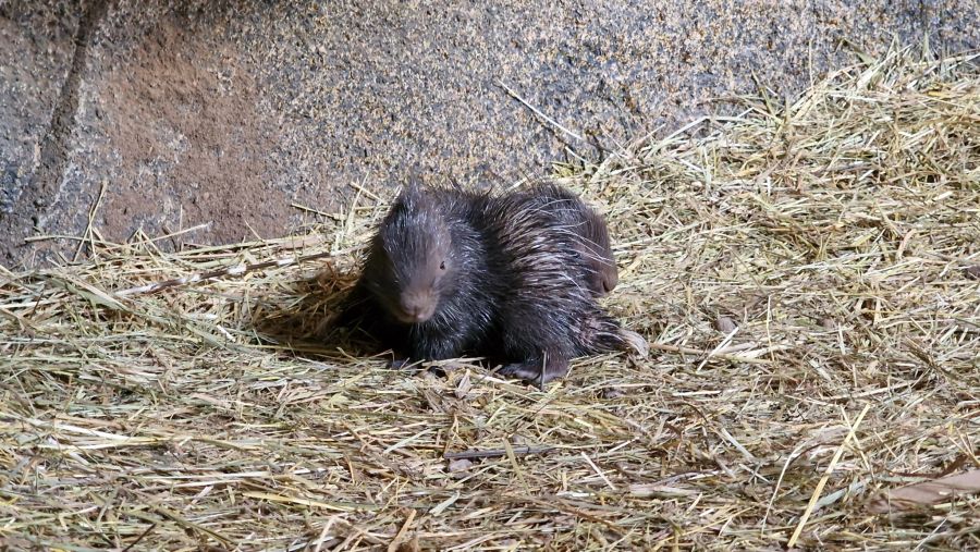 Die Stacheln der jungen Stachelschweinchen sind anfangs noch ganz weich.