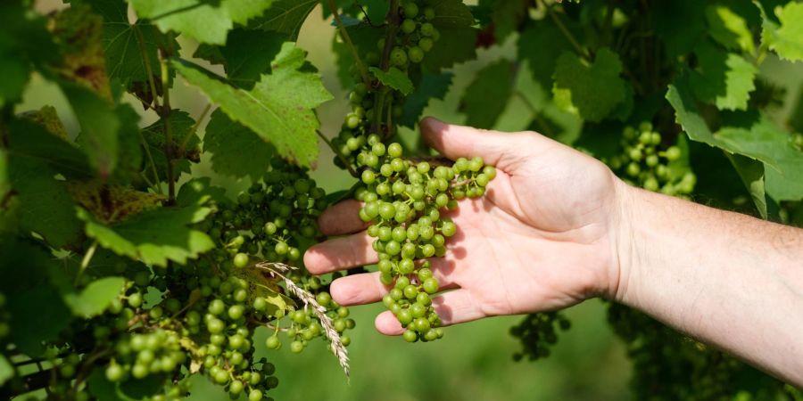 Ein Winzer kontrolliert in seinem Weinhang die Weinreben.