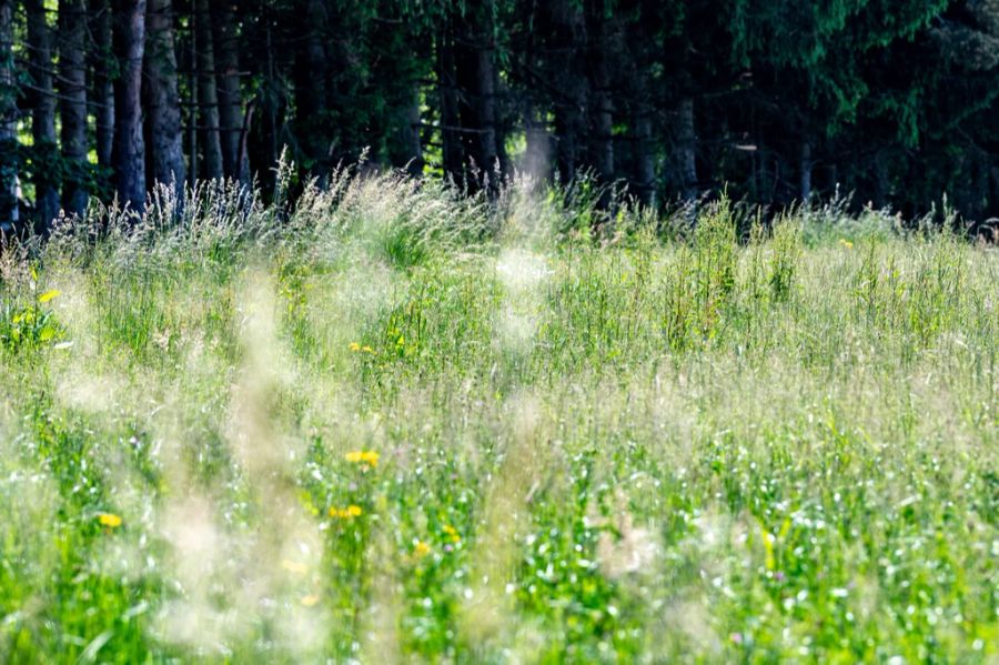 Im Moment fliegen vor allem Gräserpollen. (Symbolbild)