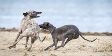 Greyhound Hund Landtier schnell