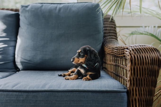 Wer in fortgeschrittenem Alter einen Hund anschaffen möchte, sollte auf die passende Rasse achten. Dackel