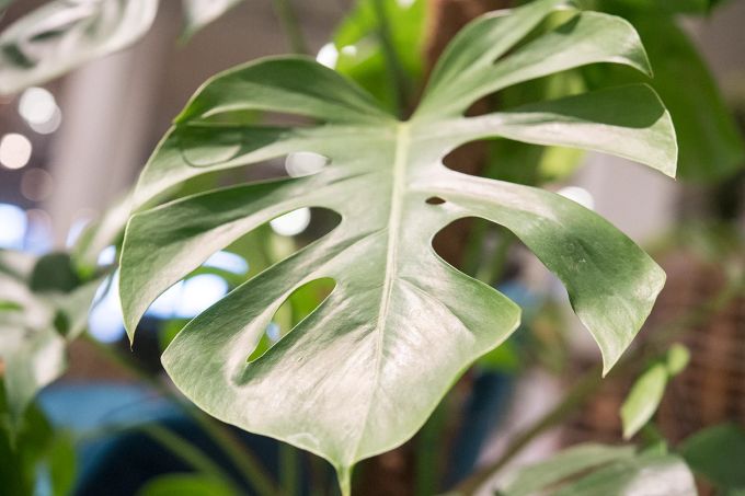 Besonders gefährdet für den Sonnenbrand zum Frühlingsbeginn sind Zimmerpflanzen, die es von Natur aus zwar hell, aber eher halbschattig mögen. Etwa das Fensterblatt (Monstera). Sonnenbrand Zimmerpflanzen hell halbschattig