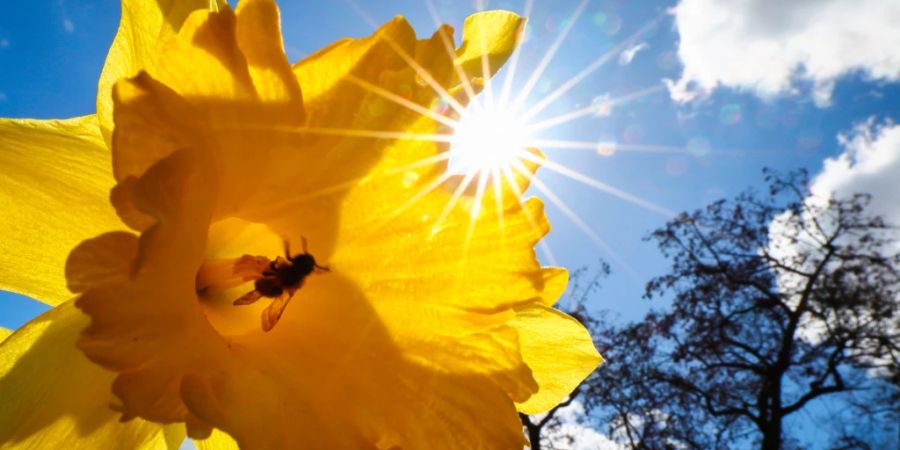 Der erste Tag mit sommerlichen Temperaturen hat wohl auch die Bienen erfreut. (Symbolbild)