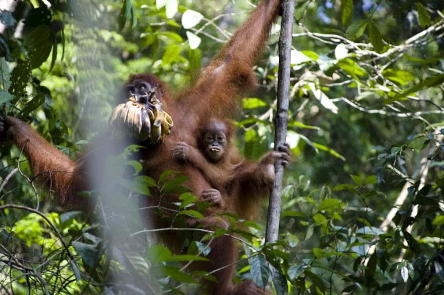 Orang-Utan Palmöl