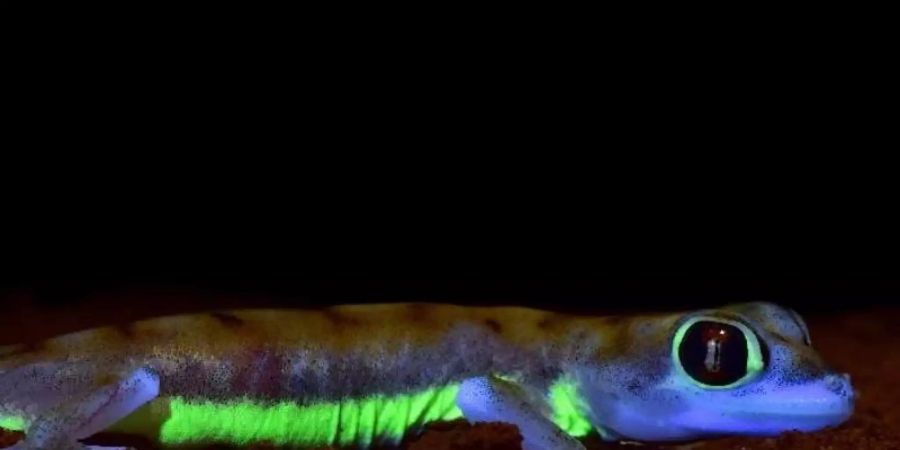 Der Wüstengecko Pachydactylus rangei aus Namibia zeigt unter UV-Licht stark neon-grün fluoreszierende Streifen an den Körperseiten und um die Augen. Foto: David Prötzel/SNSB – Staatliche Naturwissenschaftliche Sammlungen Bayerns/dpa