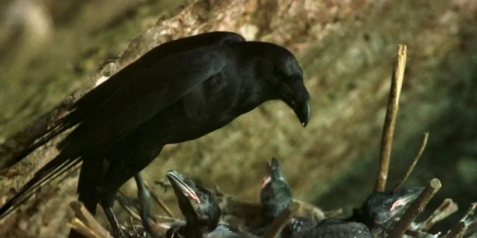 Ein Kolkrabe bewacht seine Jungmannschaft, ein frühbegabtes Geschwader: Die Vögel beherrschen schon mit 4 Monaten das Hütchenspiel ebenso gut wie Primaten. (Archivbild) Ein Kolkrabe bewacht seine Jungmannschaft, ein frühbegabtes Geschwader: Die Vögel beherrschen schon mit 4 Monaten das Hütchenspiel ebenso gut wie Primaten. (Archivbild)