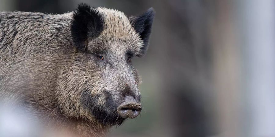 Wildschwein