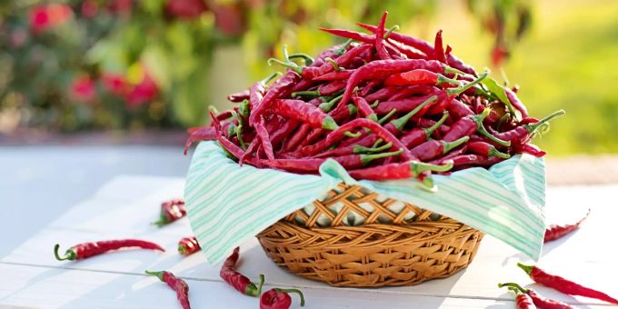 Ein Korb voll mit Chilischoten. Sie sorgen im Essen für eine gute geschmackliche Schärfe. (Symbolbild) Chili geschmackliche schärfe