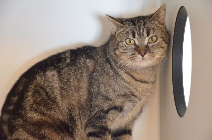 Anneli würde sich über ein neues Zuhause mit einer Zweitkatze freuen. Anneli Tierheim Böhler