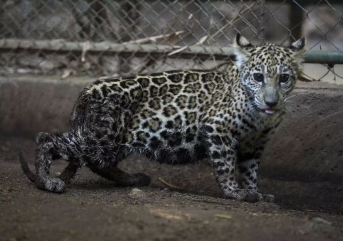 Die jungen Jaguare sind beide abgemagert. Jaguar Nicaragua