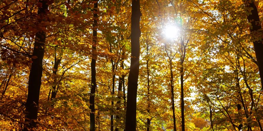 Goldner Herbst in Kloten.