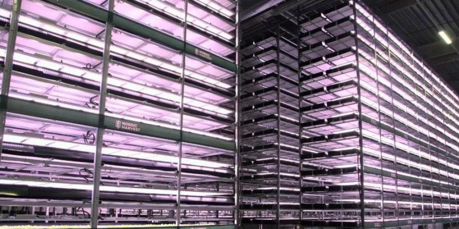 In einer Vertical Farm bei Kopenhagen wird Blattgemüse in 14 Etagen angebaut. Foto: Steffen Trumpf/dpa