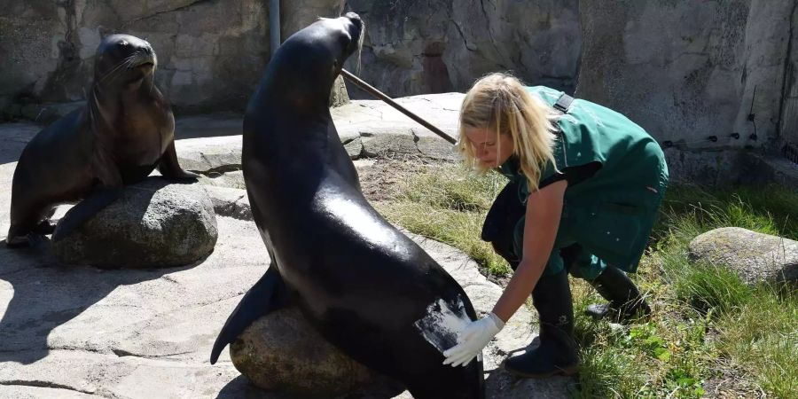 Eine Tierpflegerin im «Zoo am Meer» cremt Seelöwin «Babbi» mit Zinksalbe ein.